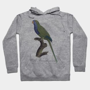 Monk Parakeet / La Perruche Souris - Jacques Barraband 19th century Illustration Hoodie